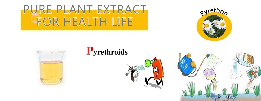 Pyrethrum Extract.png